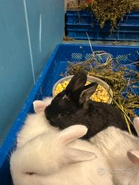 Cuccioli di coniglio