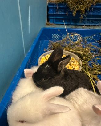 Cuccioli di coniglio