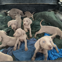 Bracco weimaraner