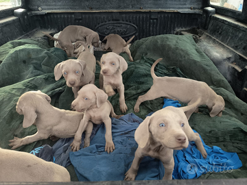 Bracco weimaraner