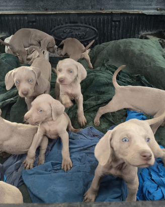 Bracco weimaraner