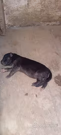 Cuccioli pastore tedesco
