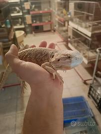Pogona vitticeps drago barbuto
