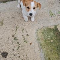 Jack russel cuccioli