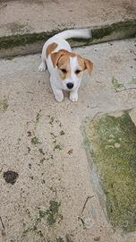 Jack russel cuccioli