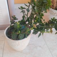 Piante più vaso 