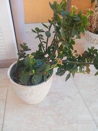 Piante più vaso 