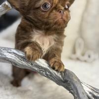 Xander chihuahua pelo lungo thai pedigree