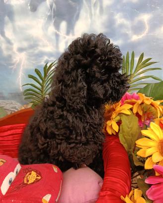 Femminuccia Taglia Piccola Toy Colore Nero