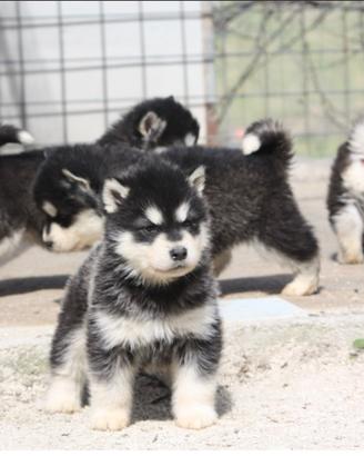 Alaskan Malamute
