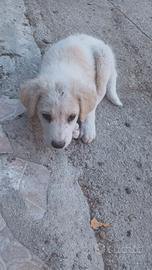 Cagnolini