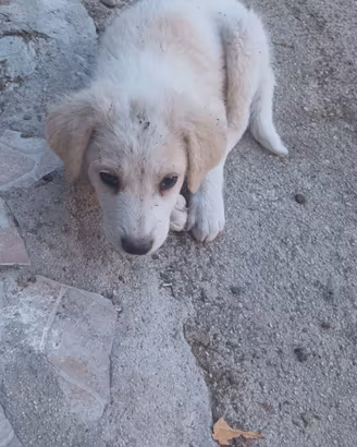 Cagnolini