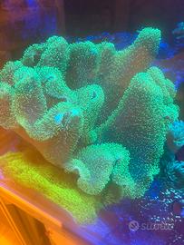 Talee Acquario Marino coralli soft