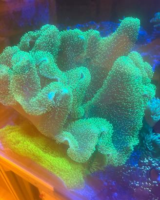 Talee Acquario Marino coralli soft
