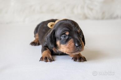 Bassotto nero focato