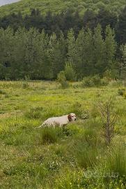Cucciolo Setter inglese