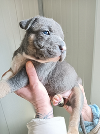 American Pitbull terrier