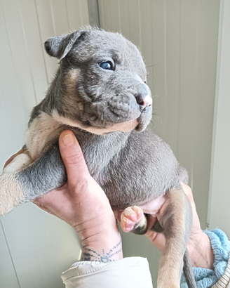 American Pitbull terrier