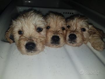Disponibile cucciolata Golden Retriever