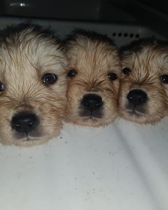 Disponibile cucciolata Golden Retriever