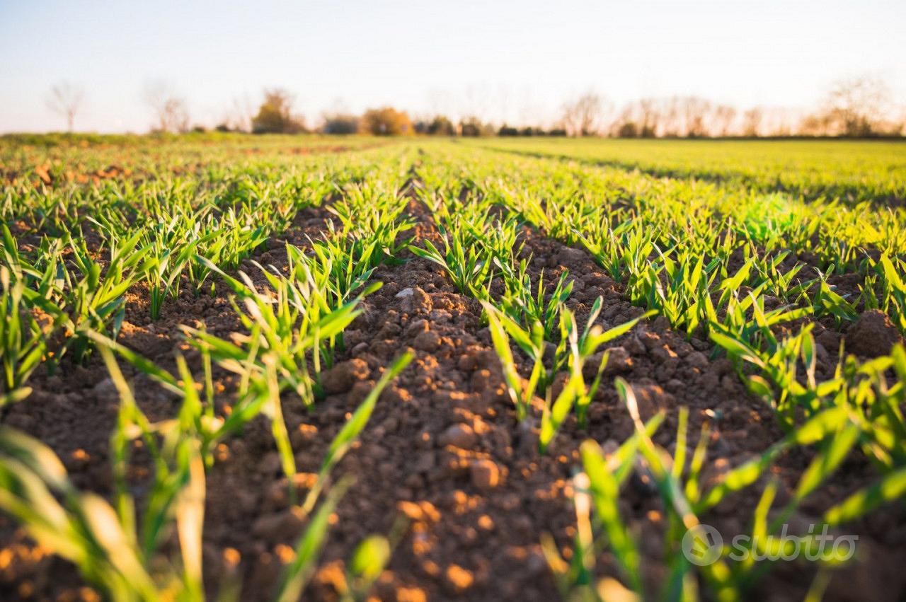 Terreno Agricolo nel cuore di Conselve - Vista 3