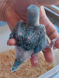Pulli parrocchetto dal collare blu