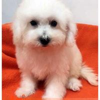 Cuccioli di BOLOGNESE