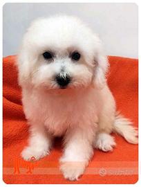 Cuccioli di BOLOGNESE