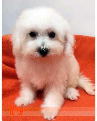 Cuccioli di BOLOGNESE