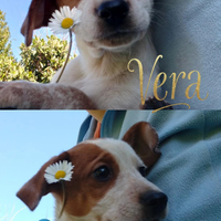 Cucciola incantevole