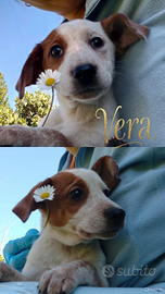 Cucciola incantevole