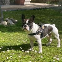 Bulldog francese disponibile per monta