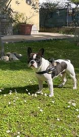 Bulldog francese disponibile per monta