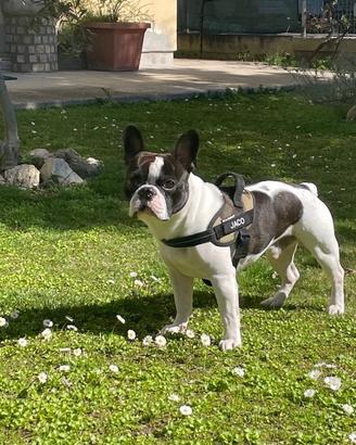Bulldog francese disponibile per monta