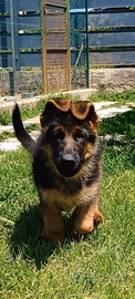 Cucciolo pastore tedesco