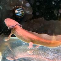 Axolotl