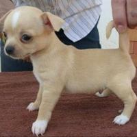 Storm chihuahua pelo raso