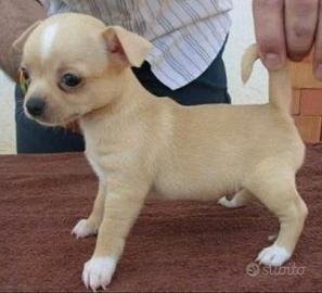 Storm chihuahua pelo raso