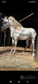 Pony appalosa