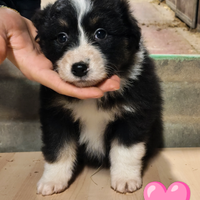 Australian shepherd
