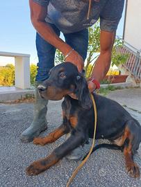 SETTER GORDON FEMMINA 4 MESI