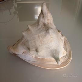 Grande Conchiglia Cassis Cornuta Granchio Oceano E