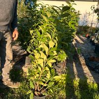 Siepe prunus lauroceraso