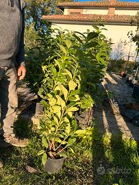 Siepe prunus lauroceraso