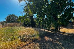 Zagarolo: terreno agricolo con rustico
