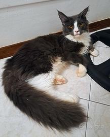 Cucciola maine coon