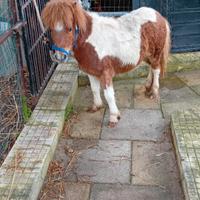 Pony femmina