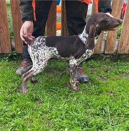 Bracco Tedesco (kurzhaar) cucciolo