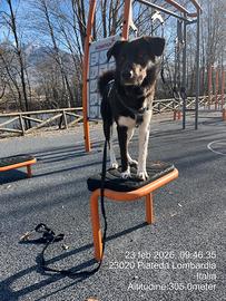 Traian 3 anni - Cane