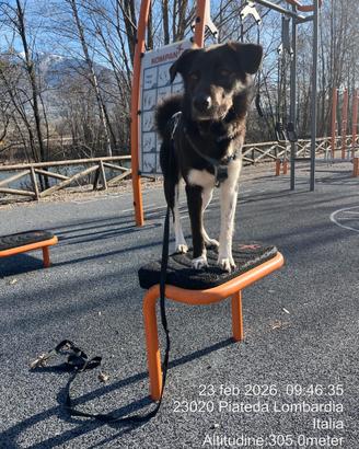 Traian 3 anni - Cane